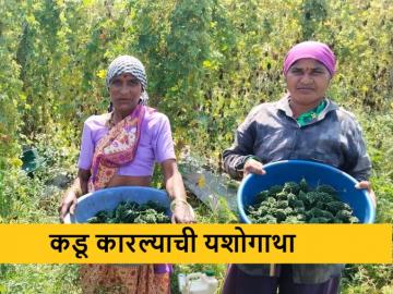 ...म्हणून भेंडारकर बंधूंना कडू कारले गोड ठरले, भंडारा जिल्ह्यातील शेतकऱ्याची यशोगाथा - Marathi News | bitter gourd farming made successful by technical method, success story of farmer in Bhandara district | Latest News at Lokmat.com