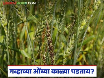 गव्हाच्या ओंब्या काळ्या पडताय, दुर्लक्ष करू नका, 'ही' आहेत कारणे, असे कर उपाय  - Marathi News | Latest News Wheat ears are turning black, don't ignore it, here are reasons and solutions | Latest News at Lokmat.com