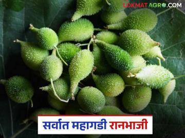 रानभाज्यांमध्ये सर्वात महागडी आणि चविष्ट असणारी 'ही' भाजी बाजारात दाखल - Marathi News | This vegetable, the most expensive and delicious among wild vegetables, has been launched in the market. | Latest News at Lokmat.com