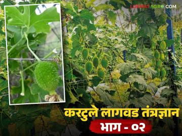 करटुल्यांची लागवड कशी करावी; बियाणं, कंद की कलम? जाणून घ्या सविस्तर करटुले लागवड तंत्र करटुल्यांची लागवड कशी करावी; बियाणं, कंद की कलम? जाणून घ्या सविस्तर करटुले लागवड तंत्र
