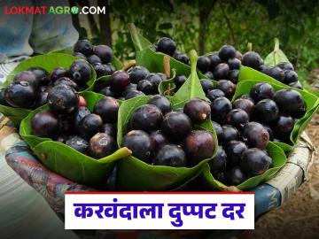 आरोग्यासाठीही लाभदायक आंबट-गोड चवीची करवंदे बाजारात दाखल; यंदा मिळतोय दुप्पट दर - Marathi News | Sweet and sour yams with health benefits have been launched in the market; this year, the price is doubled | Latest News at Lokmat.com