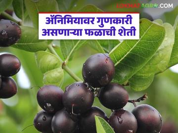 अ‍ॅनिमियावर गुणकारी 'या' फळास किलोला मिळतोय ४०० रुपये दर; वाचा कशी केली जाते शेती? - Marathi News | This fruit, which is effective against anemia, is fetching Rs 400 per kilo; How is it cultivated? | Latest smart-farming News at Lokmat.com