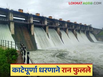Katepurna Dam Water : काटेपूर्णा धरणाने फुलविले शेतकऱ्यांचे हिरवे स्वप्न - Marathi News | Katepurna Dam Water: Katepurna Dam fulfilled the green dreams of farmers | Latest News at Lokmat.com Katepurna Dam Water : काटेपूर्णा धरणाने फुलविले शेतकऱ्यांचे हिरवे स्वप्न - Marathi News | Katepurna Dam Water: Katepurna Dam fulfilled the green dreams of farmers | Latest News at Lokmat.com