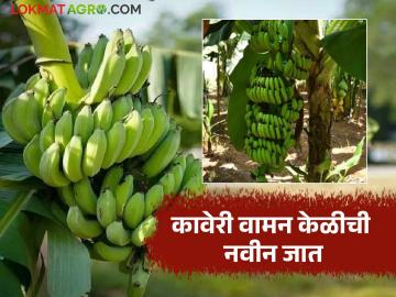 कमी उंचीची, दीड महिना लवकर येणारी, कावेरी वामन केळीची नवीन जात, काय आहेत वैशिष्ट्ये  - Marathi News | Latest News keli van Variety of Kaveri waman banana developed by Barc see details | Latest News at Lokmat.com