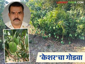 दुष्काळी जत भागात या शेतकऱ्याने केशर आंबा पिकातून केली क्रांती; वाचा सविस्तर - Marathi News | This farmer revolutionized the drought-prone Jat region by cultivating keshar mangoes; Read in detail | Latest News at Lokmat.com