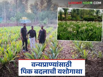 वन्य प्राण्यांमुळे होणाऱ्या पिकाच्या नुकसानीवर शोधला 'ह्या' नवीन फुल पिकाचा पर्याय; वाचा सविस्तर - Marathi News | This new flower crop alternative to crop damage caused by wild animals has been discovered; Read in detail | Latest News at Lokmat.com