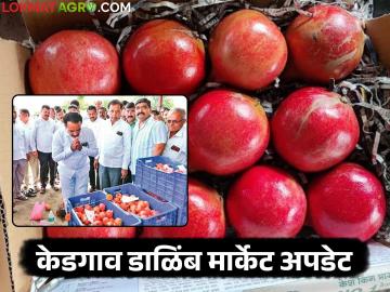 केडगाव बाजार समितीत डाळिंब लिलाव सुरु, पहिल्याच दिवशी ७८५ क्रेटची आवक; कसा मिळाला दर? - Marathi News | Pomegranate auction begins at Kedgaon Market Committee, 785 crates arrive on the first day; How did you get the price? | Latest News at Lokmat.com केडगाव बाजार समितीत डाळिंब लिलाव सुरु, पहिल्याच दिवशी ७८५ क्रेटची आवक; कसा मिळाला दर? - Marathi News | Pomegranate auction begins at Kedgaon Market Committee, 785 crates arrive on the first day; How did you get the price? | Latest News at Lokmat.com