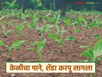 अतिथंडीमुळे ऑगस्ट-सप्टेंबरमधील केळीवर परिणाम, लागवडीचा सव्वालाखाचा खर्च वाया  - Marathi News | latest News Extreme cold affects banana production in August-September see details | Latest News at Lokmat.com