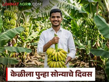 केळीला पुन्हा सोन्याचे दिवस; दरात झपाट्याने वाढ, वाचा प्रतिक्विंटल काय मिळतोय दर? - Marathi News | Bananas are back in golden days; prices have increased rapidly, read what is the price per quintal? | Latest News at Lokmat.com