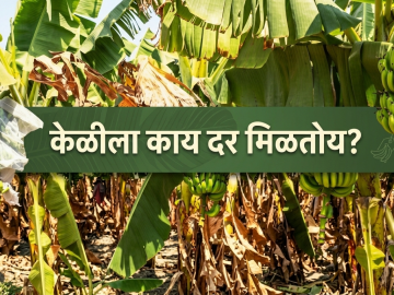 Banana Market : खरेदी करण्यासाठी व्यापारी येईना; झाडावरच पिकत आहे केळी, काय दर मिळतोय?  - Marathi News | Latest News Traders won't come to buy; Bananas are ripening on the tree, see market prices | Latest News at Lokmat.com