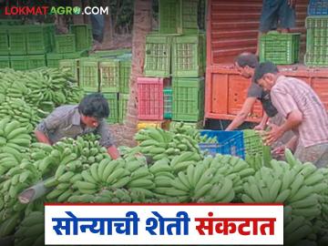 Keli Market : केळीचा भाव ऑक्टोबर महिन्यात प्रति टन 28 ते 32 हजाराने घसरला, वाचा सविस्तर  - Marathi News | Latest News Keli Market Banana prices fell by 28 thousand to 32 thousand per tonne in October, read in detail | Latest News at Lokmat.com