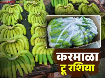 Banana Export : सोलापूर जिल्ह्यातील केळीला निर्यातीसाठी रशियामध्ये मोठी संधी; ९ हजार कोटींची बाजारपेठ - Marathi News | Banana Export : Big opportunity in Russia for banana export from Solapur district; Market worth Rs 9 thousand crores | Latest News at Lokmat.com