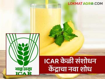 ICAR Banana Juice : आयसीएआरच्या नावावर नवे पेटंट, सहा महिने टिकणारा केळीचा ज्यूस बनवला! - Marathi News | Latest News New patent of ICAR, make basil seed banana juice that lasts for six months | Latest News at Lokmat.com ICAR Banana Juice : आयसीएआरच्या नावावर नवे पेटंट, सहा महिने टिकणारा केळीचा ज्यूस बनवला! - Marathi News | Latest News New patent of ICAR, make basil seed banana juice that lasts for six months | Latest News at Lokmat.com
