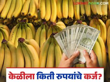 Jalgaon District Bank : यंदा केळीला सव्वा लाखांचे कर्ज, कापूस अन् ऊसाला किती? वाचा सविस्तर  - Marathi News | Latest News Crop loan 1.25 lakhs for banana, how much for cotton and sugarcane Read in detail | Latest News at Lokmat.com