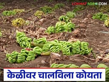 Banana Market : भाव घसरणीमुळे केळी उत्पादकांचे आर्थिक गणित बिघडले - Marathi News | latest news Banana Market: Falling prices have worsened the financial calculations of banana producers | Latest News at Lokmat.com