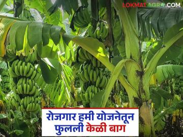 Banana Farming : नऊ शेतकऱ्यांची कमाल, 05 हेक्टर क्षेत्रावर फुलवली केळीची बाग, वाचा सविस्तर  - Marathi News | Latest News nine farmers have planted banana garden on 5 hectares area read in detail | Latest News at Lokmat.com