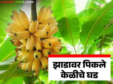 Banana Market : चांगल्या भावाच्या प्रतीक्षेत झाडावरच पिकले केळीचे घड; असा मिळतोय भाव - Marathi News | latest news Banana Market: Bunches of bananas ripen on the tree waiting for a good price; This is the price being obtained | Latest News at Lokmat.com Banana Market : चांगल्या भावाच्या प्रतीक्षेत झाडावरच पिकले केळीचे घड; असा मिळतोय भाव - Marathi News | latest news Banana Market: Bunches of bananas ripen on the tree waiting for a good price; This is the price being obtained | Latest News at Lokmat.com