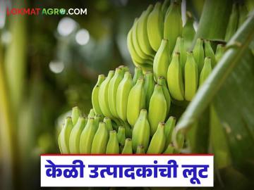 जाणीवपूर्वक पाडले जात आहेत केळीचे दर; युद्धाच्या नावाखाली केळी उत्पादक शेतकऱ्यांची लूट - Marathi News | Banana prices are being deliberately lowered; Banana farmers are being looted in the name of war | Latest News at Lokmat.com