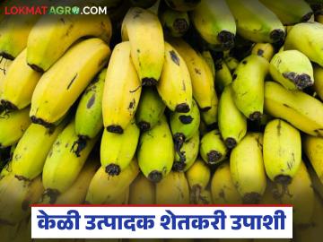 केळी व्यापारी तुपाशी; शेतकऱ्यांकडून दीड रुपये किलोने खरेदी अन् बाजारात ४० रुपये डझनाने विक्री - Marathi News | Banana traders get good money; Buy from farmers Rs 1.50 per kg and sell in the market Rs 40 per dozen | Latest News at Lokmat.com