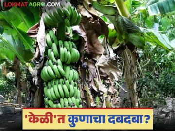 देशात केळी उत्पादनात कोणते राज्य पुढे? महाराष्ट्रात कोणता जिल्हा पुढे? वाचा सविस्तर - Marathi News | Which state leads in banana production in the country? Which district leads in Maharashtra? Read in detail | Latest News at Lokmat.com