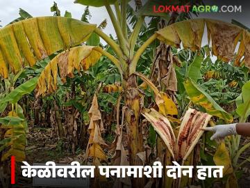 आता केळीवरील पनामा रोगाची होईल सुट्टी, केंद्रीय संशोधक पथक कार्यान्वित, कृषिमंत्र्याचे निर्देश  - Marathi News | Latest news Now Panama disease on bananas will be eradicated, central research team activated, Agriculture Minister's instructions | Latest News at Lokmat.com