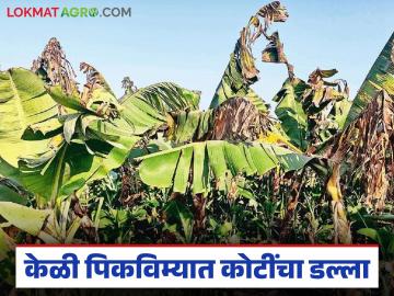 केळी पीकविम्यात 75 कोटींचा डल्ला; एकाच रात्री 42 जणांवर गुन्हे, कसा केला घोटाळा? - Marathi News | Latest News Banana crop insurance scam worth Rs 75 crore; 42 people charged in one night, how was the scam committed? | Latest News at Lokmat.com केळी पीकविम्यात 75 कोटींचा डल्ला; एकाच रात्री 42 जणांवर गुन्हे, कसा केला घोटाळा? - Marathi News | Latest News Banana crop insurance scam worth Rs 75 crore; 42 people charged in one night, how was the scam committed? | Latest News at Lokmat.com