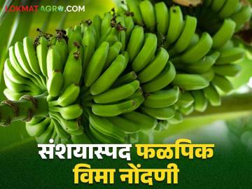 Fal Pik Vima 2024 : केळी पिकासाठी विमा काढणाऱ्या शेतकऱ्यांचे प्रमाण अचानक वाढले; अर्जदारांची पडताळणी सुरू - Marathi News | Fal Pik Vima 2024 : The number of farmers taking insurance for banana crop suddenly increased; Verification of applicants is underway | Latest News at Lokmat.com