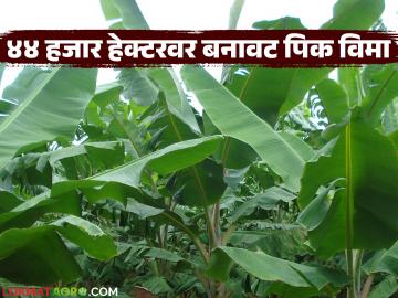 उपग्रहाने केला भंडाफोड; जळगाव जिल्ह्यात केळी पिकासाठी २१६ कोटींचा विमा लाटण्याचा डाव उघड - Marathi News | Scam catch by Satellite; Rs 216 crore insurance fraud scheme for banana crop exposed in Jalgaon district | Latest News at Lokmat.com