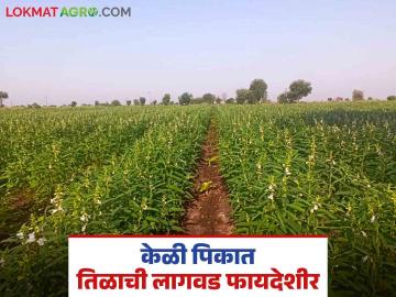 Intercropping Sesame in Banana : केळी पिकात तिळाची लागवड करा, असंख्य फायदे मिळवा, इथं वाचा सविस्तर - Marathi News | Latest News Intercropping Farming Plant sesame seeds in banana crop, get numerous benefits, read in detail | Latest News at Lokmat.com Intercropping Sesame in Banana : केळी पिकात तिळाची लागवड करा, असंख्य फायदे मिळवा, इथं वाचा सविस्तर - Marathi News | Latest News Intercropping Farming Plant sesame seeds in banana crop, get numerous benefits, read in detail | Latest News at Lokmat.com