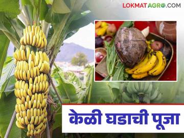 Banana Harvesting : ओटी भरून केळीचे घड उतरविण्यास प्रारंभ ! काय आहे ही प्रथा वाचा सविस्तर - Marathi News | Banana Harvesting : Read more about Banana tree harvesting traditional | Latest News at Lokmat.com