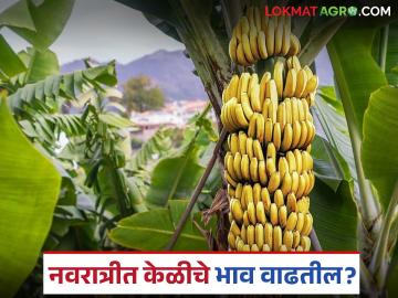 Banana Market : सध्या केळीचे दर कसे आहेत, नवरात्रीत भाव वाढतील का? जाणून घ्या सविस्तर  - Marathi News | Banana prices continue to fall, will prices increase during Navratri? Know in detail | Latest News at Lokmat.com