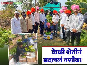 Banana Export : प्रयोगशील शेतीची गोड फळं; तळेगावची केळी इराणला रवाना वाचा सविस्तर  - Marathi News | latest news Banana Export: Sweet fruits of experimental farming; Talegaon bananas sent to Iran Read in detail | Latest News at Lokmat.com