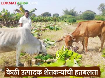 Banana Market : केळी उत्पादक शेतकऱ्यांची हतबलता संपता संपेना वाचा सविस्तर - Marathi News | latest news Banana Market: The despair of banana farmers is endless. Read in detail | Latest News at Lokmat.com Banana Market : केळी उत्पादक शेतकऱ्यांची हतबलता संपता संपेना वाचा सविस्तर - Marathi News | latest news Banana Market: The despair of banana farmers is endless. Read in detail | Latest News at Lokmat.com