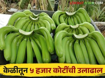 या जिल्ह्यात वर्षभर केळीची लागवड निर्यातक्षम केळीतून होतेय ५ हजार कोटींची उलाढाल - Marathi News | In this district, banana cultivation is done throughout the year from exportable bananas with a turnover of 5 thousand crores | Latest News at Lokmat.com