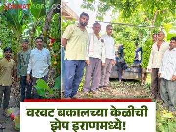 Farmer Success Story : खचला नाही, लढला... अन् केळी पोहोचली थेट इराणच्या बाजारात! - Marathi News | latest news Farmer Success Story : He didn't give up, he fought... and the bananas reached the Iranian market directly! | Latest News at Lokmat.com