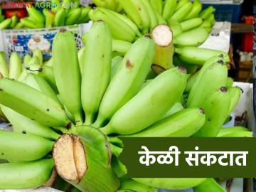 Banana Market : कोणी घेता का केळी? व्यापारी गायब; शेतकऱ्यांचे अर्थकारण कोलमडले वाचा सविस्तर - Marathi News | latest news Banana Market: Will anyone buy bananas? Traders have disappeared; Farmers' economy has collapsed. Read in detail | Latest News at Lokmat.com