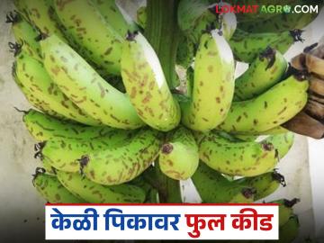 Banana Thrips : केळी पिकावर फुलकिड्यांचा प्रादुर्भाव, नियंत्रणासाठी 'हा' उपाय करा - Marathi News | Latest News kelivar fulkide Infestation of flower bugs on banana crop, how to control see details | Latest News at Lokmat.com