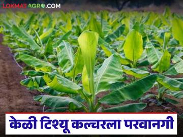 Banana Tissue Culture : केळी टिश्यू कल्चर प्रकल्पासाठी 20 हेक्टर क्षेत्राला पूर्वपरवानगी, पंधरा दिवसांत प्रक्रिया