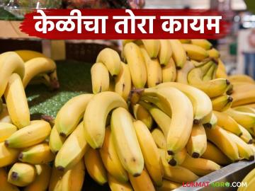 Banana Market : आंब्याच्या हंगामातही केळीचा तोरा कायम, वाचा काय दर मिळतोय? - Marathi News | Latest News Banana prices remain high even during mango season, read details | Latest News at Lokmat.com Banana Market : आंब्याच्या हंगामातही केळीचा तोरा कायम, वाचा काय दर मिळतोय? - Marathi News | Latest News Banana prices remain high even during mango season, read details | Latest News at Lokmat.com