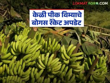 44 हजार हेक्टरवर उतरवला बोगस केळी पीक विमा, 'हे' तालुके रडारवर, 'या' शेतकऱ्यांवर कारवाई  - Marathi News | Latest News Bogus banana crop insurance applied to 44 thousand hectares, action against Farmer | Latest News at Lokmat.com