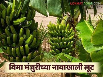 पीक विमा मंजुरीसाठी रेटकार्ड, प्रति हेक्टरी 5 हजार रुपयांची वसुली, असा आहे संपूर्ण घोटाळा - Marathi News | Latest news Rate card for crop insurance approval, recovery of Rs 5 thousand per hectare see details vima scam | Latest News at Lokmat.com