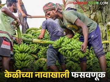 पीक विम्यासाठी दुसऱ्याचा सातबारा वापरू नका, जळगावच्या शेतकऱ्यांसोबत काय घडलं? - Marathi News | Latest news Bogus Pik Vima Crop insurance taken out without banana cultivation in jalgaon | Latest News at Lokmat.com