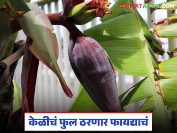 केळीचं फुलं ठरणार वरदान, कर्करोगाच्या उपचारावर नवीन संशोधन, वाचा सविस्तर  - Marathi News | Latest News Banana flower will be an effective medicine for cancer, new research | Latest News at Lokmat.com