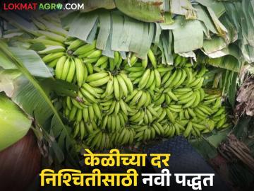 Banana Market : जळगावच्या केळीचे दर ठरविण्याची अशी आहे नवीन पद्धत, वाचा सविस्तर - Marathi News | Latest News banana Market new method of determining banana prices in Jalgaon, read in detail | Latest News at Lokmat.com Banana Market : जळगावच्या केळीचे दर ठरविण्याची अशी आहे नवीन पद्धत, वाचा सविस्तर - Marathi News | Latest News banana Market new method of determining banana prices in Jalgaon, read in detail | Latest News at Lokmat.com