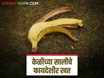 Banana Fertilizer : केळीच्या साली फेकू नका, असं बनवा फायदेशीर खत, जाणून घ्या सविस्तर  - Marathi News | Latest News Kelichya Saliche Khat Don't throw away banana peels, make them into fertilizer | Latest News at Lokmat.com