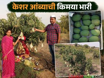 पुण्यातली नोकरी सोडली आणि केशर आंब्याची शेती केली; वर्षाला ५ लाख रुपयांची कमाई झाली - Marathi News | Left his job in Pune and started farming kesar mango; earned Rs 5 lakh a year | Latest News at Lokmat.com