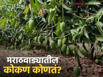 Kesar Mango : गोड आंब्यांचं मराठवाड्यातील कोकण कोणतं? वाचा सविस्तर - Marathi News | Kesar Mango: latest news Which is the Konkan of Marathwada for sweet mangoes? Read in detail | Latest News at Lokmat.com
