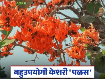 वसंत ऋतूत फुलणाऱ्या 'ह्या' वनस्पतीच्या फुलांचे चूर्ण खाल्यास मुतखडा विरघळण्यास होतोय फायदा - Marathi News | Eating the powder of the flowers of this plant that blooms in spring is beneficial in dissolving kidney stones | Latest News at Lokmat.com वसंत ऋतूत फुलणाऱ्या 'ह्या' वनस्पतीच्या फुलांचे चूर्ण खाल्यास मुतखडा विरघळण्यास होतोय फायदा - Marathi News | Eating the powder of the flowers of this plant that blooms in spring is beneficial in dissolving kidney stones | Latest News at Lokmat.com