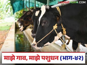 गाय म्हैस व्याल्यानंतर चारा खाते, रवंथ करते पण भरडाच खात नाही; असू शकतो हा आजार? त्वरित करा उपचार - Marathi News | Cow buffalo eats fodder after delivery but does not eat any livestock feed; could this be a disease? Get treatment immediately | Latest News at Lokmat.com गाय म्हैस व्याल्यानंतर चारा खाते, रवंथ करते पण भरडाच खात नाही; असू शकतो हा आजार? त्वरित करा उपचार - Marathi News | Cow buffalo eats fodder after delivery but does not eat any livestock feed; could this be a disease? Get treatment immediately | Latest News at Lokmat.com