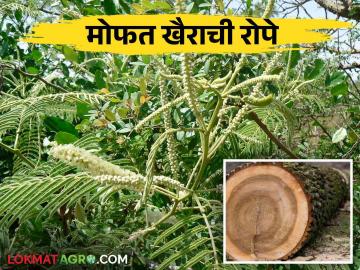 या झाडाच्या लाकडास प्रतिटन ९०,००० रूपये इतकं बाजारमुल्य, वाचा सविस्तर - Marathi News | The market price of the wood of this tree is Rs. 90,000 per tone, read more | Latest News at Lokmat.com